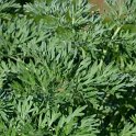 Artemisia absinthium (2)